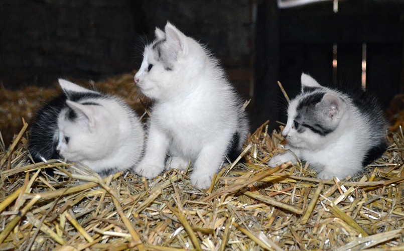 Katzen - Ferienhof Henn