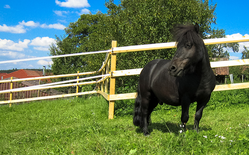 Ponys - Ferienhof Henn